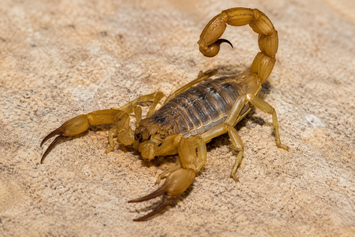 scorpion