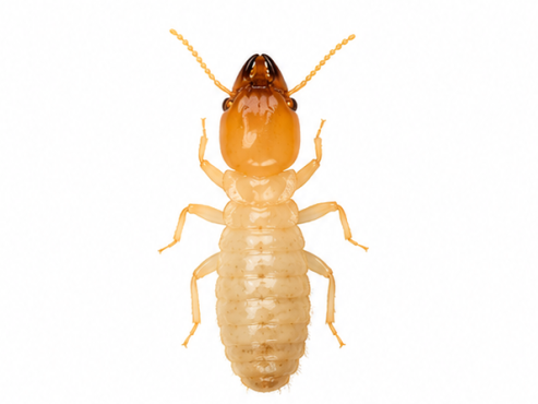 easter subterranean termite