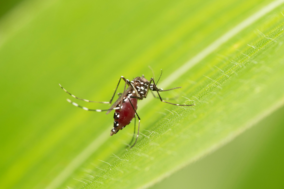 yellow fever mosquitoes