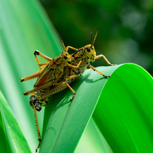 Eastern Lubber Grasshoppers