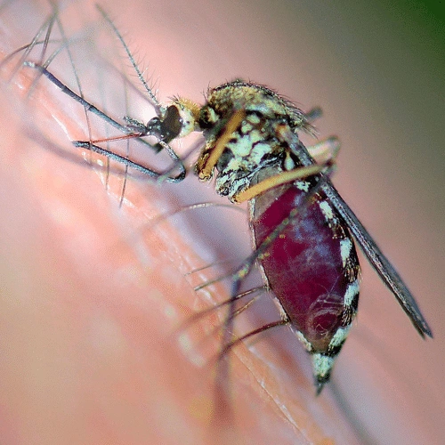 Mosquitoes