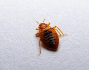 Bed Bug Treatment Miami Bed Bug