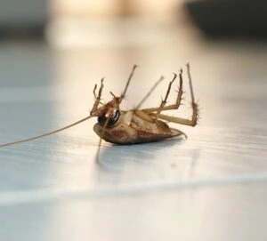 Pest Control Cockroaches Miami cockroach