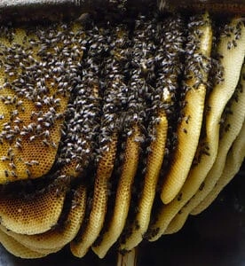 Bee Removal Miami bee hive