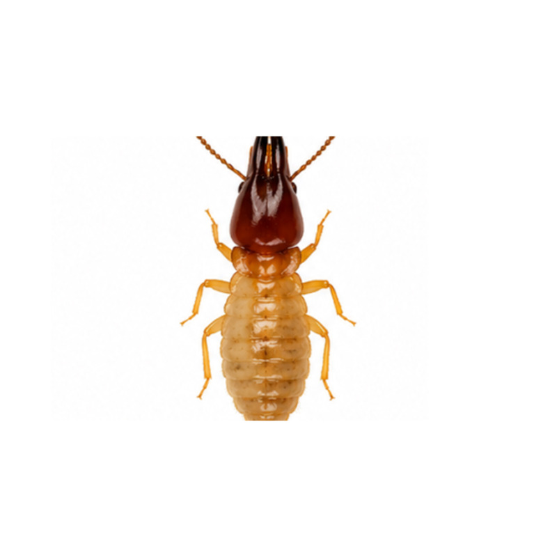 Conehead Termite Conehead Termite