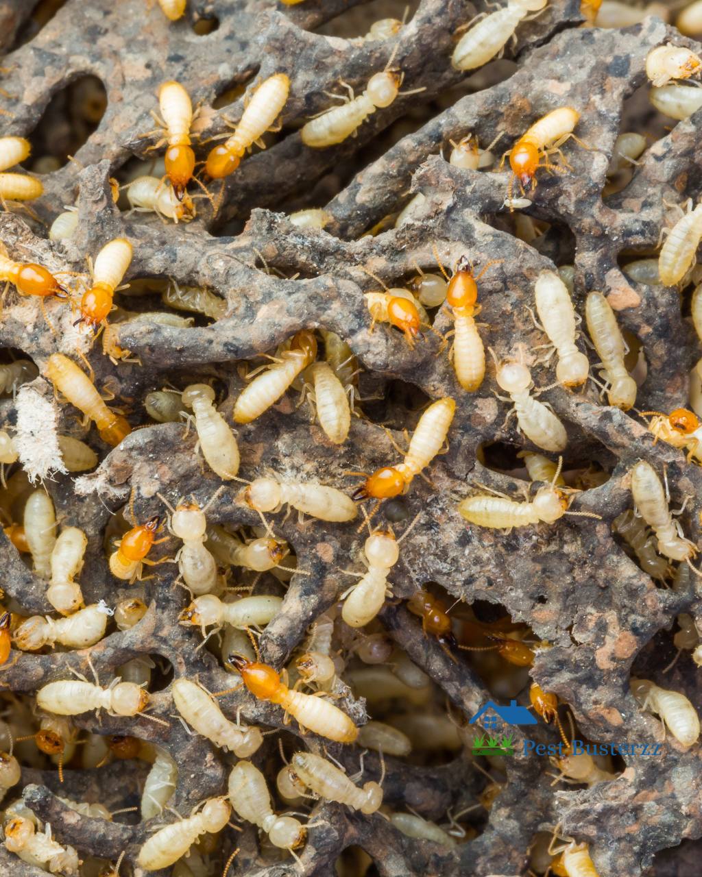 Close-up of termites in wood