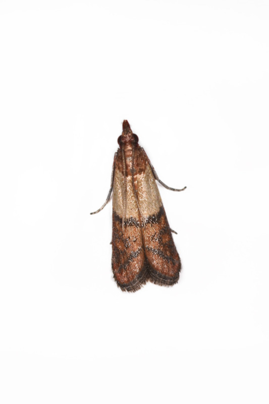 Mediterranean Flour moth