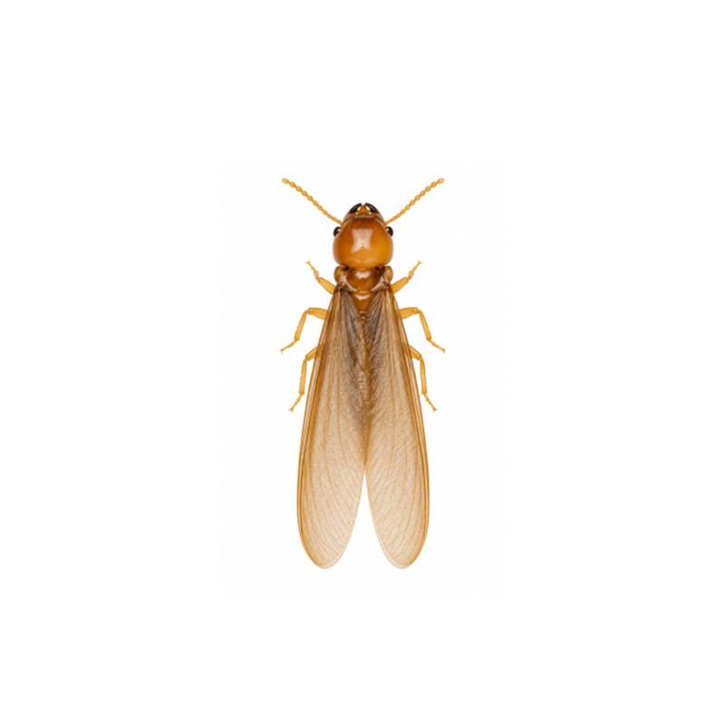 Powderpost Termite powderpost termite