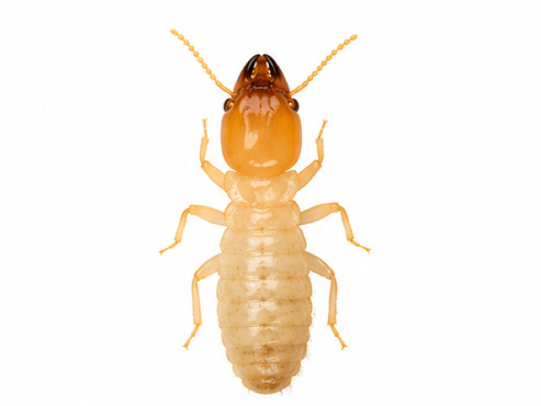Eastern Subterranean Termite