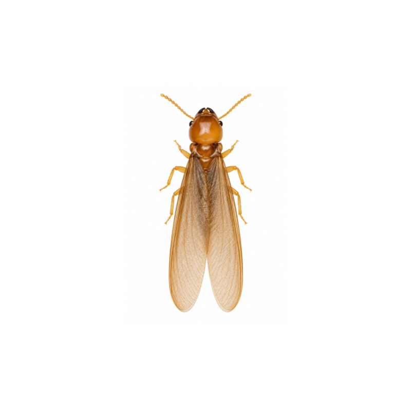 West Indian Drywood Termite West Indian Drywood Termite